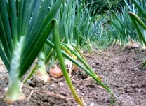 agroquimicosochoa-cebollas