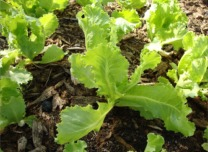 agroquimicosochoa-lechuga